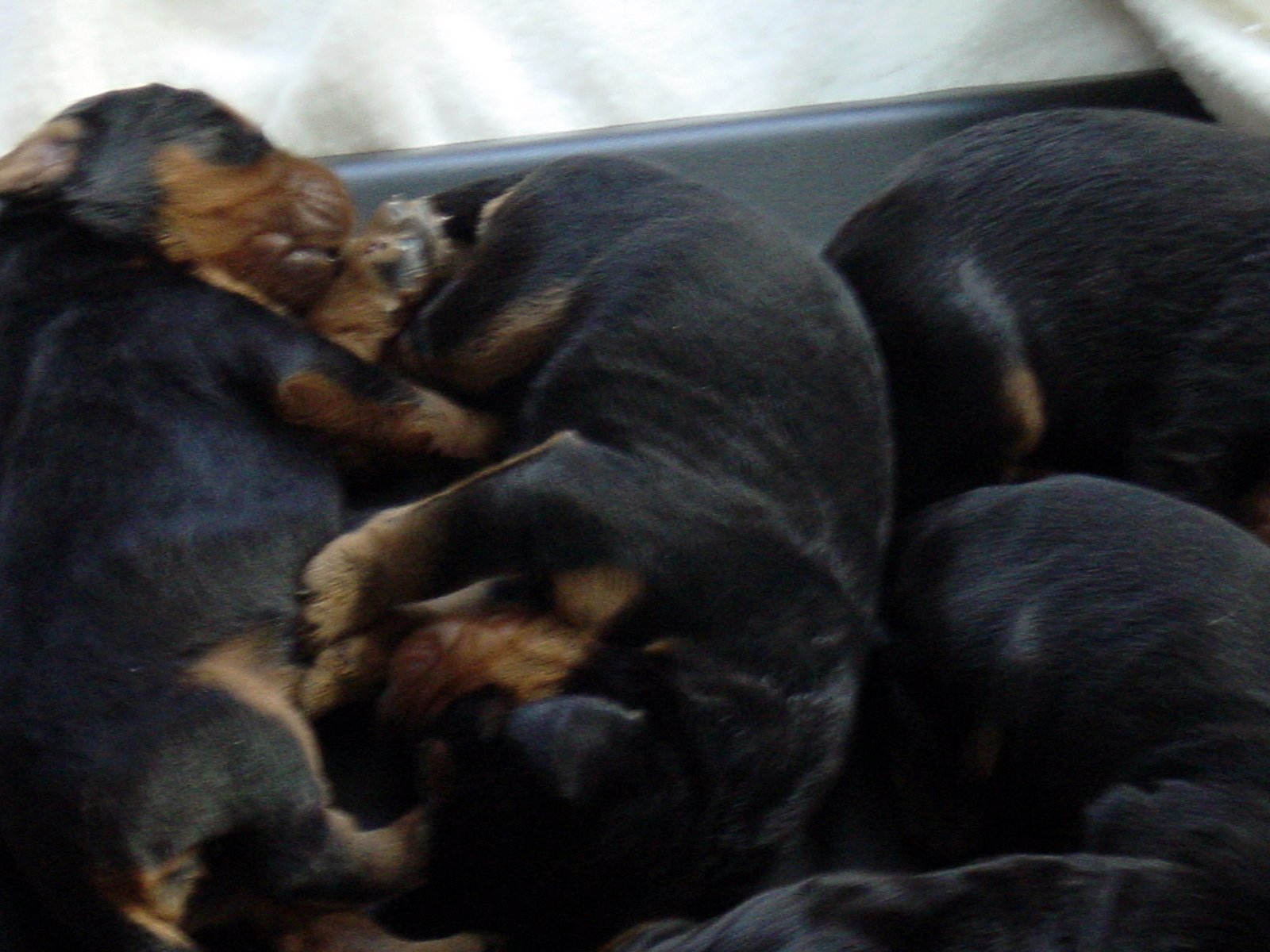 A Late August Weekend with Newborn Puppies