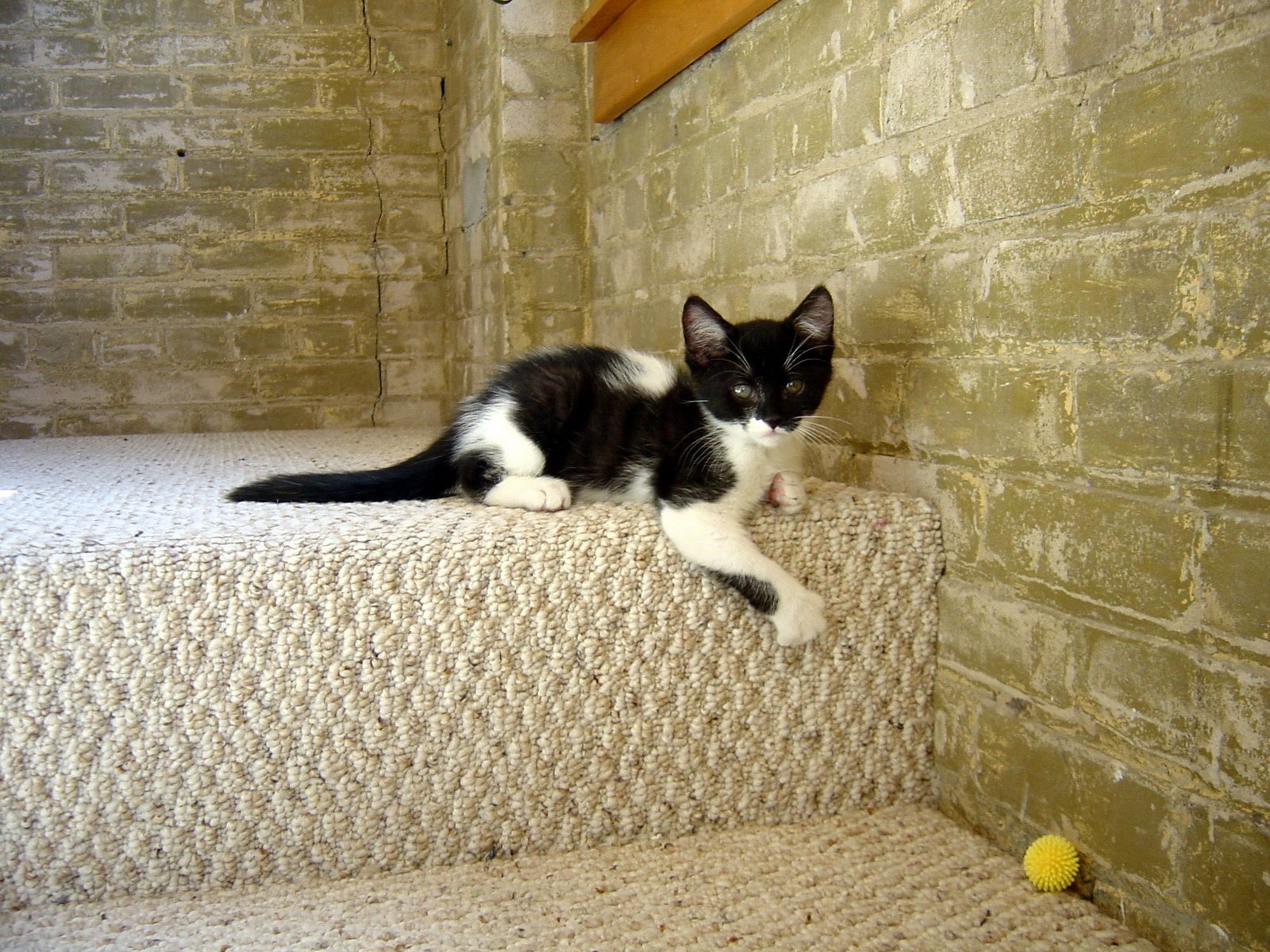 An October Afternoon at Home with New Kittens