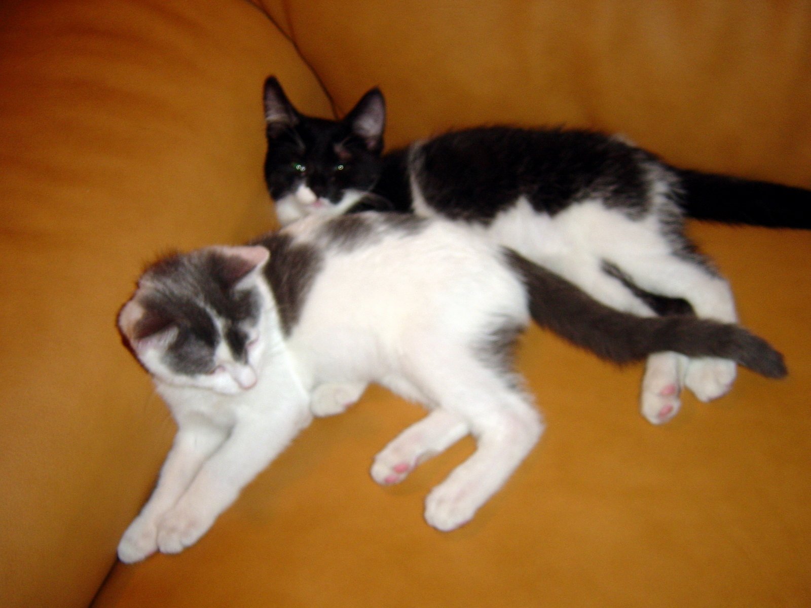 A Quiet October Day at Home with New Kittens