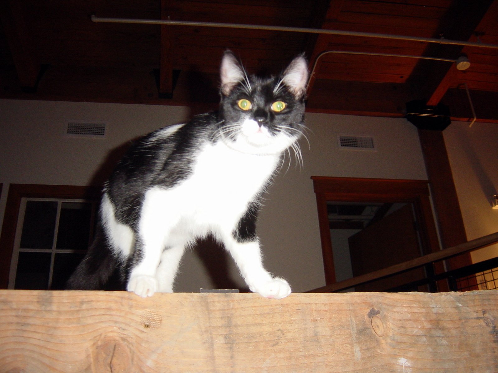 Just Another Tuesday Photographing the Cats