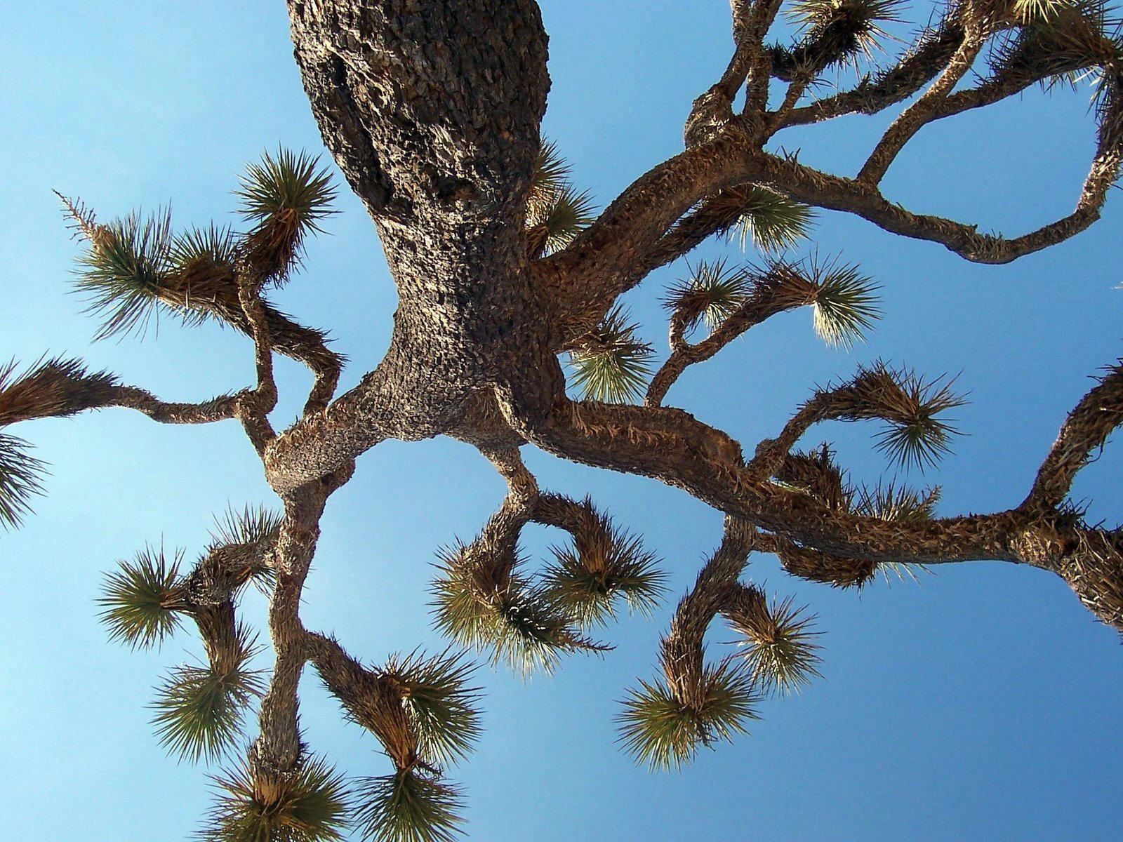 Clear Skies and Joshua Trees in Early May