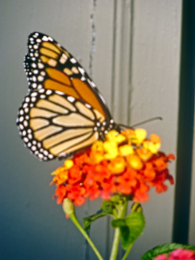 Monarchs in the Late September Garden