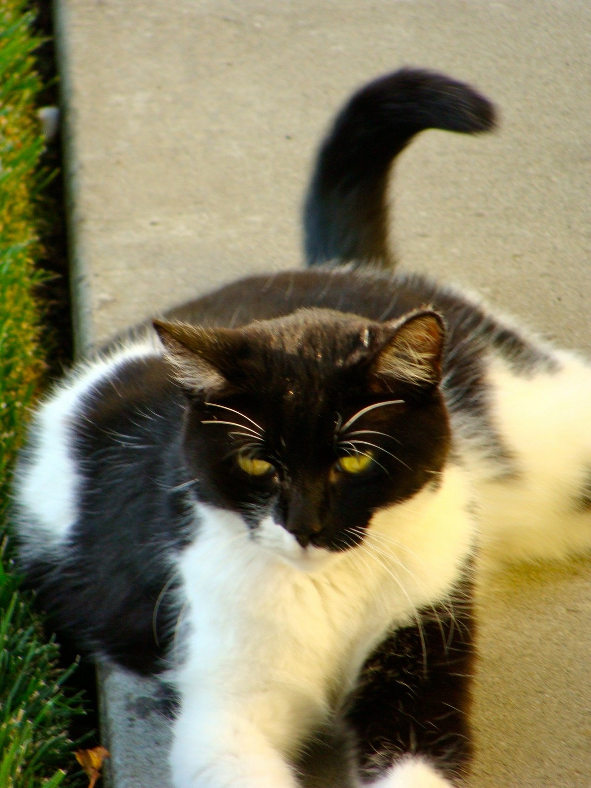 A Few Quiet August Days with the Cat