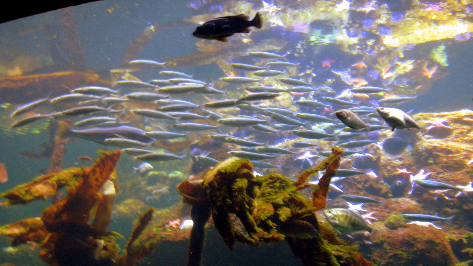 A Family Day at the Aquarium in the Bay Area