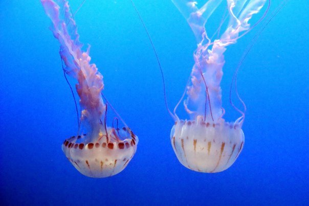 A Day Spent Watching the Jellyfish