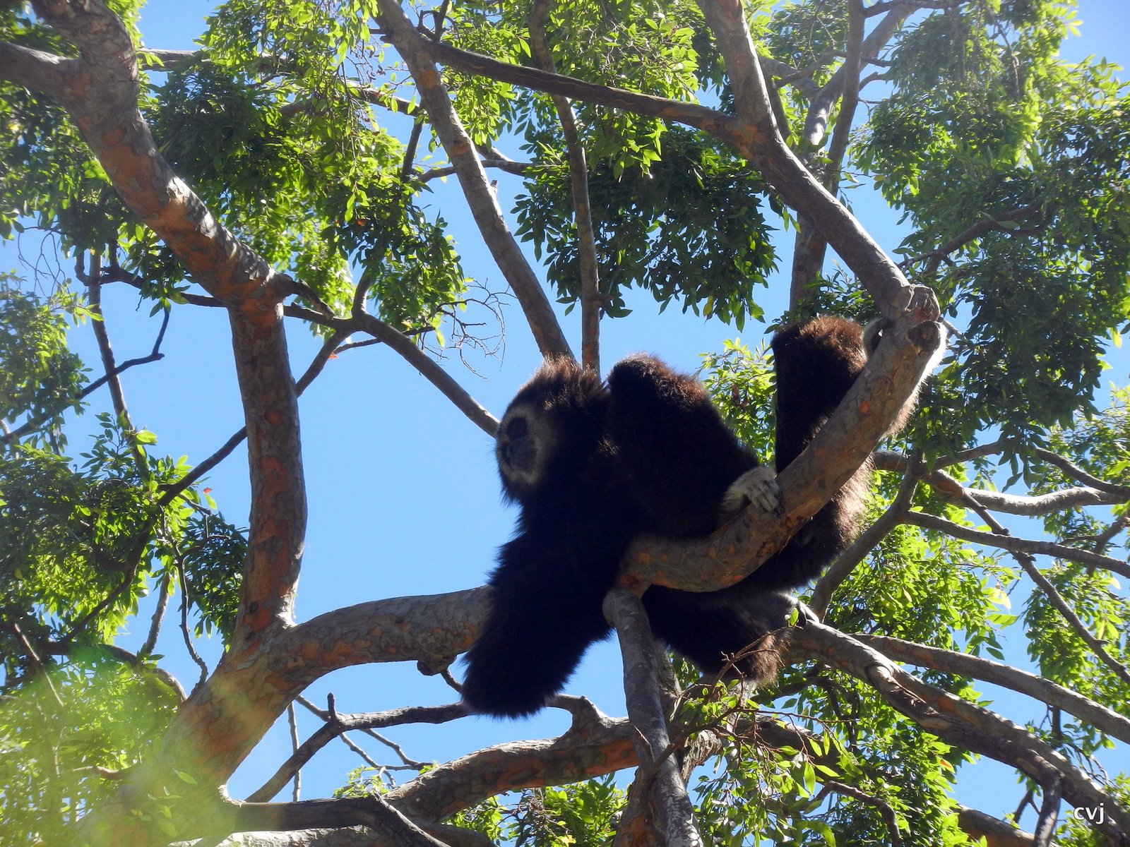 A Sunny Mid-June Day at the Zoo