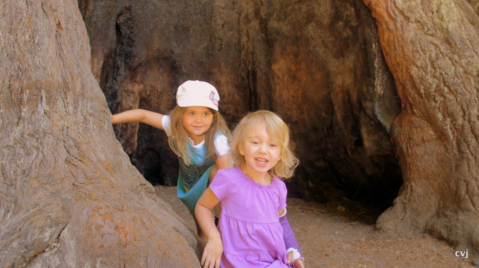A Summer Day Hiking Among the Redwood Trees