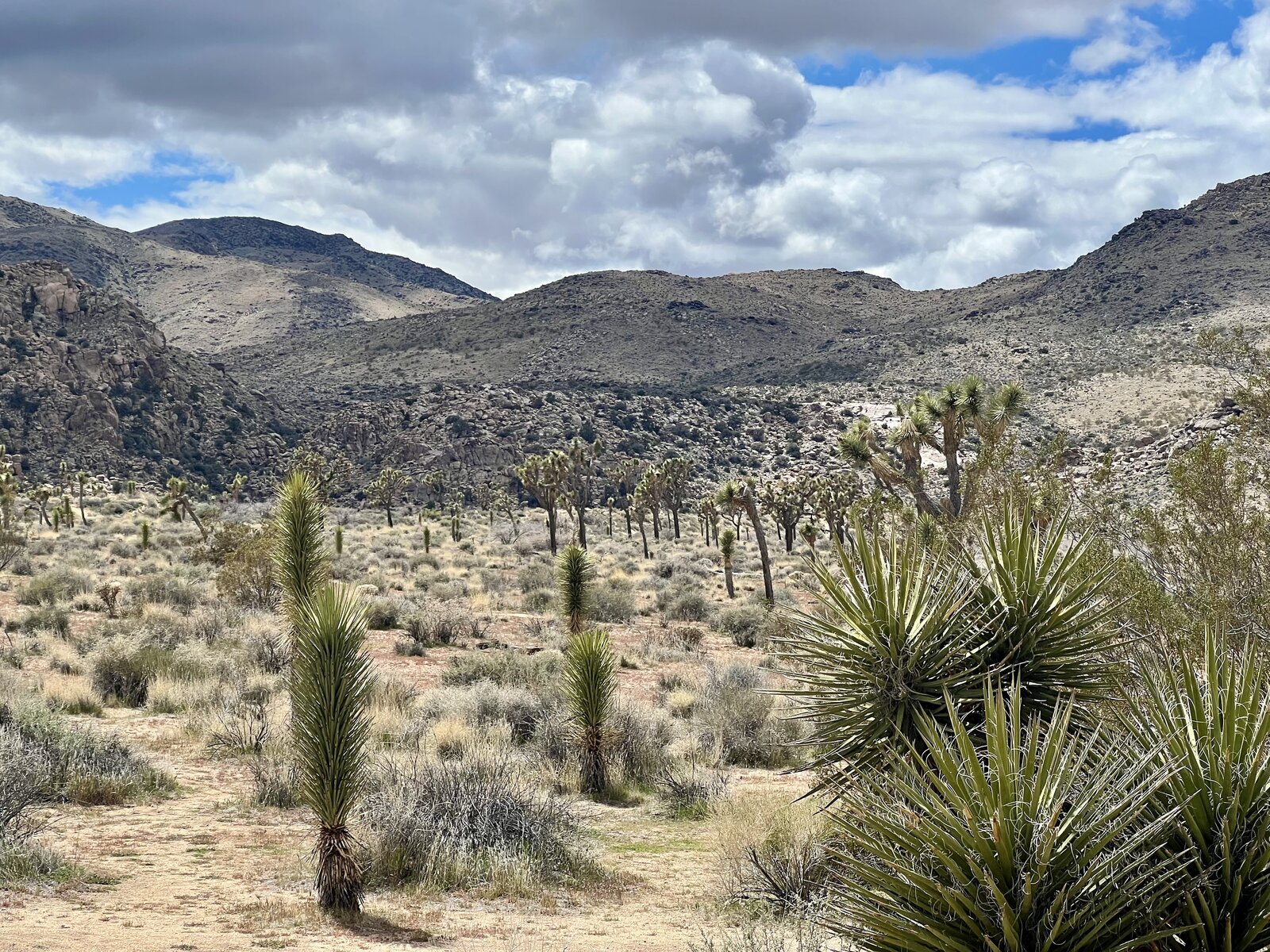 A Few Days in the California Desert