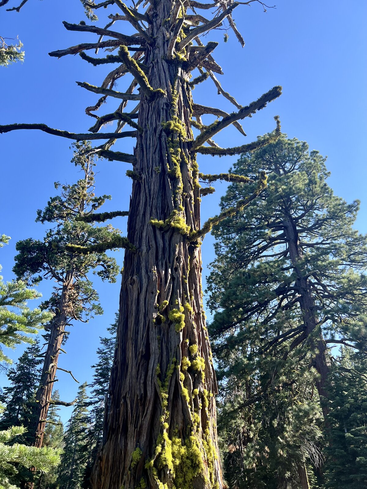 Clear Skies and Campfires: A Few Days Home in Tahoe