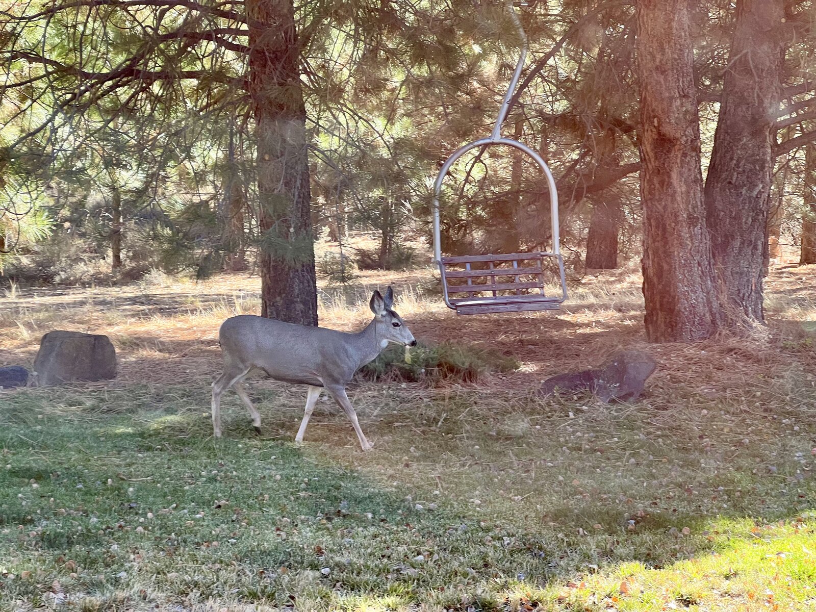 An October Afternoon with the Local Deer