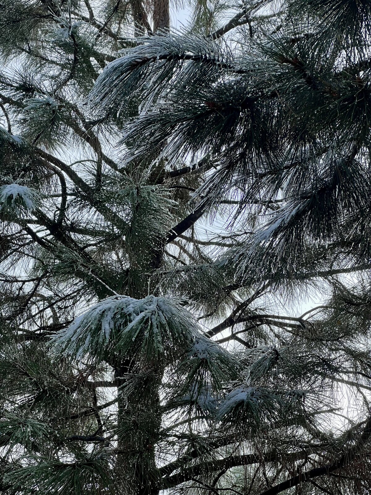 A Quiet Morning Walk in the First Snow