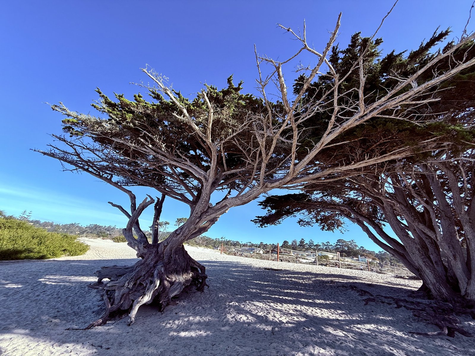 A Sunny Winter Weekend Walking Carmel Beach