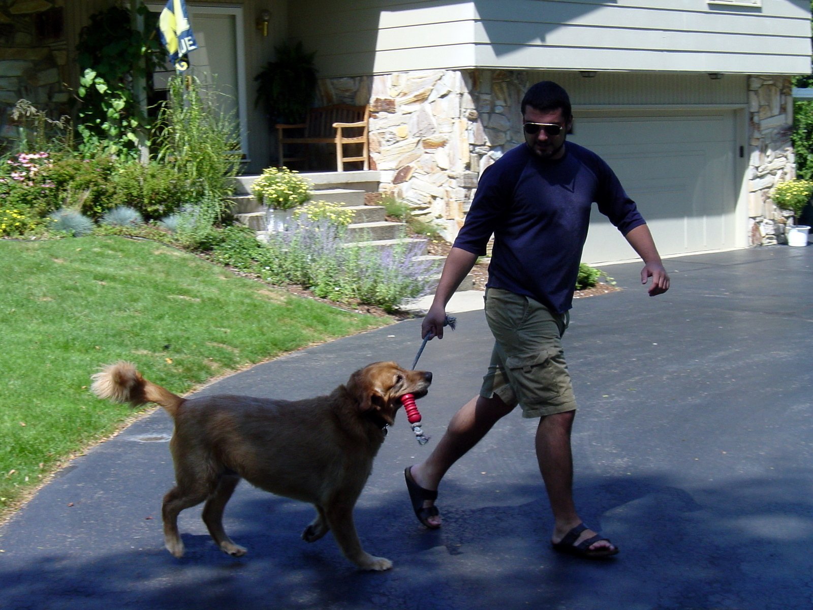 A Summer Afternoon in the Yard with the Dogs